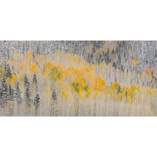 Jaynes Gallery 아티스트의 USA-Colorado-Uncompahgre National Forest Panoramic of fresh snow and autumn colors on forest작품입니다.